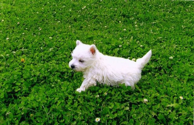 Westhighland Terrier Welpen mit Stammbaum suchen ein liebevolles Zuhause ! - Rassehunde Terrier - Frankfurt