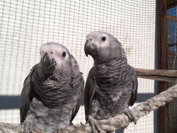 Graupapageien Paar - Deckanzeigen - Hildesheim