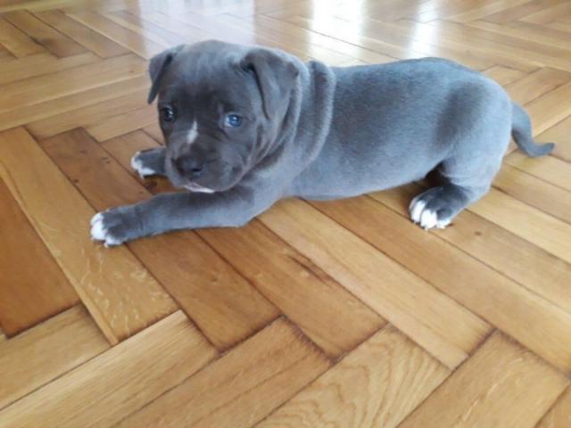 America Pit bull-Welpe Blue Line der beste Welpe fur Ihre Familie - Rassehunde Pit Bull - Spenge