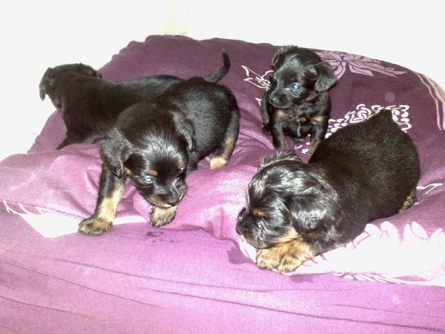 Orki-Mischlingswelpen - Mischlinge - Wiedelah