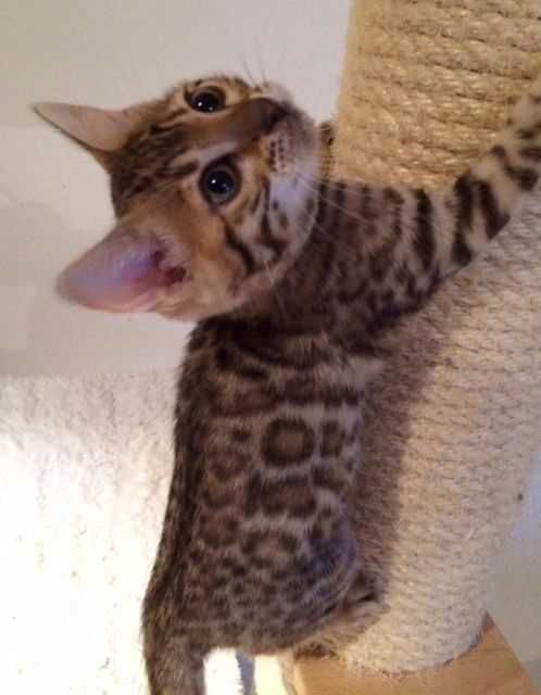 Traumhafte junge Bengal Kitten / Katzen Baby - Deckanzeigen -  Höst