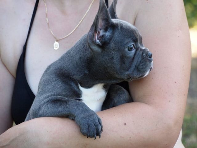Rassehunde Franzoesische Bulldogge Kleinanzeigen Rassehunde Franzoesische Bulldogge Annoncen Rassehunde Franzoesische Bulldogge Inserate Rassehunde Franzoesische Bulldogge Anzeigenmarkt Rassehunde Franzoesische Bulldogge Marktplatz Seite 4