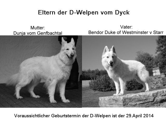 Wurferwartung reinrassige Weiße Schäferhund Welpen mit Papiere - Rassehunde Weisser Schweizer Schaeferhund - Nettetal