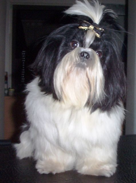 Shih Tzu Deckrüde mit Erfahrung - Deckanzeigen - Essen