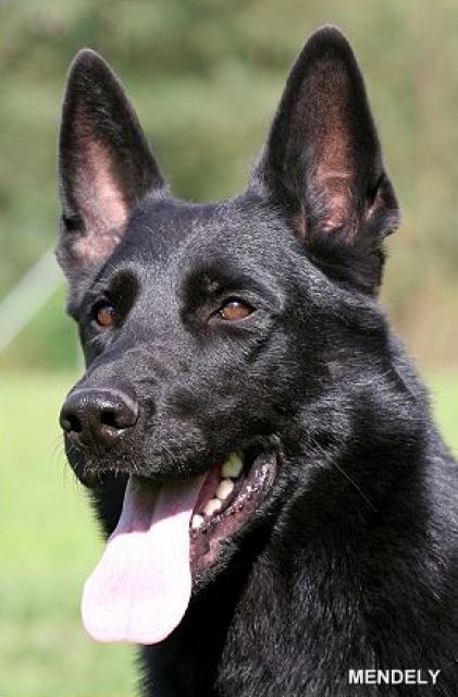 Schwarze Schäferhundwelpen ohne Inzucht! - Rassehunde Schaeferhund - Klein Bengerstorf