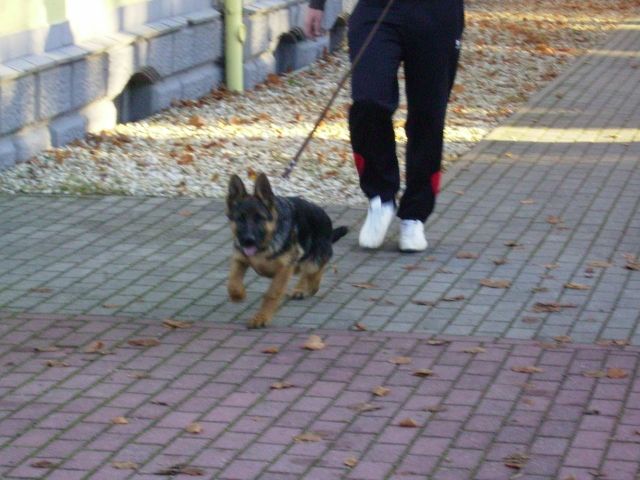 Top sSchäferhund hündin m-p. 8 Monate umst.zu verkaufen! - Rassehunde Schaeferhund - oelsnitz