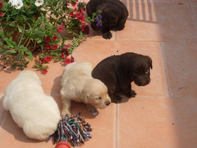 Labrador Retriever Welpen - Rassehunde Labrador - Effelder