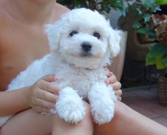 Bichon frise Welpen mit Papiere - kleine Herzensbrecher zum kuscheln suchen Sie! - Rassehunde Bichon Frise - Fredersdorf b. Berlin