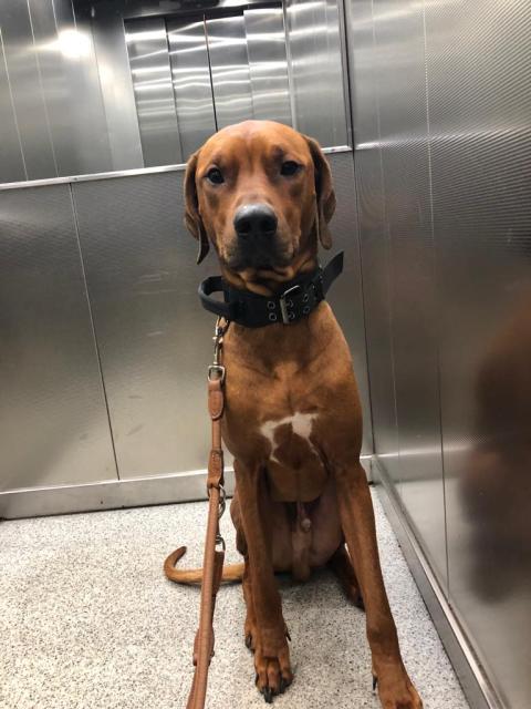 Rhodesien Ridgeback - Deckanzeigen - Hamburg