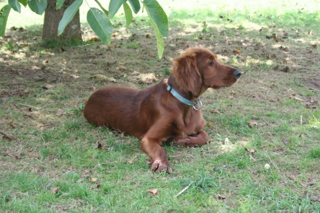 Irish Red Setter - Rassehunde Irish Setter - Großerlach