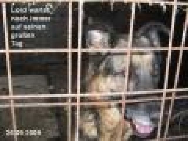 LORD wartet seit Jahren in Nitra in Käfig - Wer hilft ihm? - Rassehunde Schaeferhund - Heidelberg