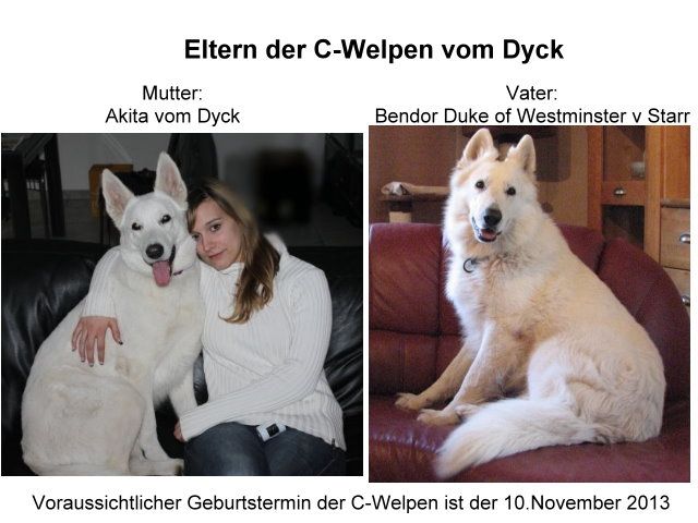 Wurferwartung Weiße Schäferhund- Welpen, C-Wurf vom Dyck! - Rassehunde Weisser Schweizer Schaeferhund - Nettetal