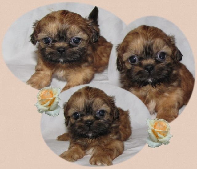 2 x Shih Tzu - Rassehunde Shih Tzu - frankfurt