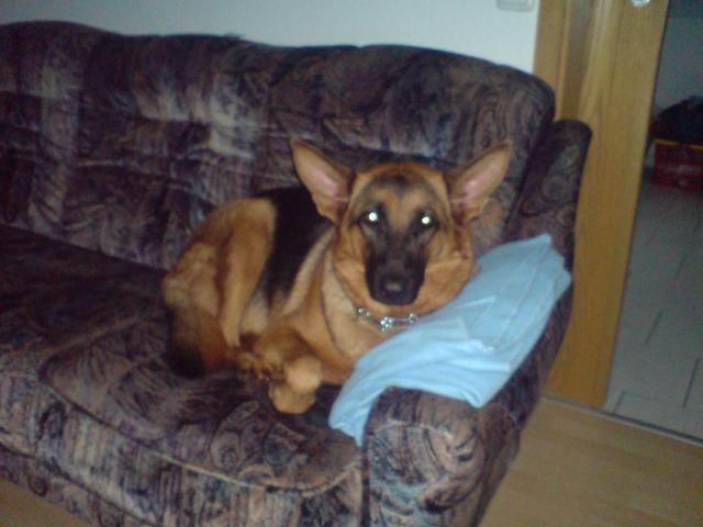 Schäferhund zu verkaufen  - Rassehunde Schaeferhund - magdeburg