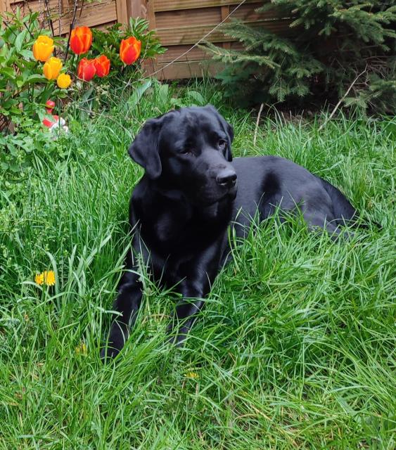 Deckrüde Labrador. - Rassehunde Labrador - Bochum
