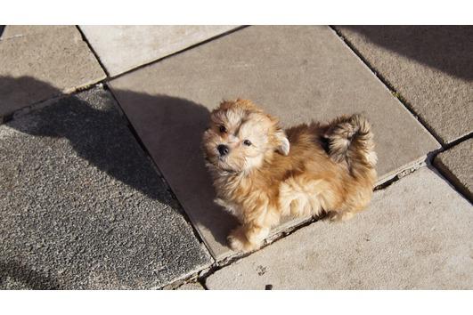  Schönes Bolonka Zwetna Welpen - Rassehunde Bolonka Zwetna - Oldenburg