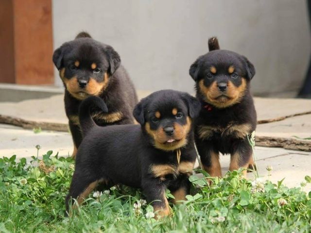Rottweilerwelpen bildschön abzugeben - Rassehunde Rottweiler - Wilhelmshaven