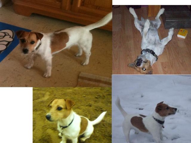 Jack Russel Rüde möchte Vater werden  - Deckanzeigen - Gaißach