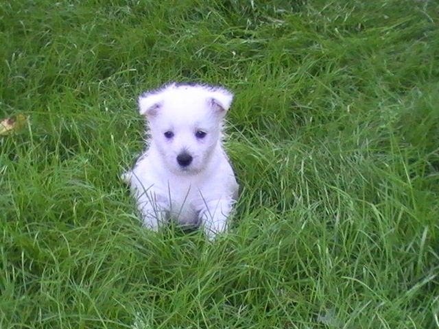Süße Westie Welpen abzugeben - Rassehunde Terrier - Meerane
