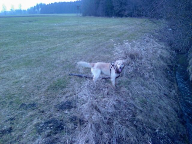 Bildhübscher Golden Retriever mit Stammbaum dringend abzugeben!!! - Rassehunde Golden Retriever - Holzgünz