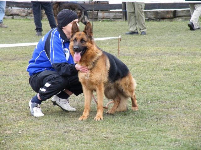 Deckempfehlung! - Rassehunde Schaeferhund - oelsnitz