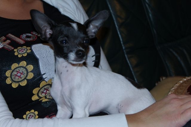 Chihuahua rüde zum DECKEN mit stammbaum!!!!!!!!!! - Rassehunde Chihuahua - Schönfließ
