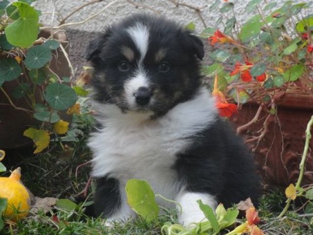 Traumhafter Australian Shepherdrüde(Welpe/8 Wo)aus top Anpaarung!! - Rassehunde Australian Shepherd - Ahorn