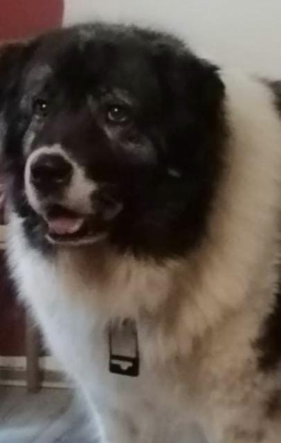 Kaukasische Schäferhündin mit FCI Papieren - Rassehunde Schaeferhund - Prenzlau