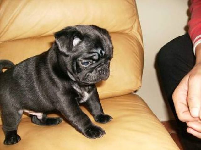  schwarz / Beige 2 Mopswelpen, so süß,knuffig,verschmust !!! ABGABE SOFORT !!! - Rassehunde Mops -  Hamburg