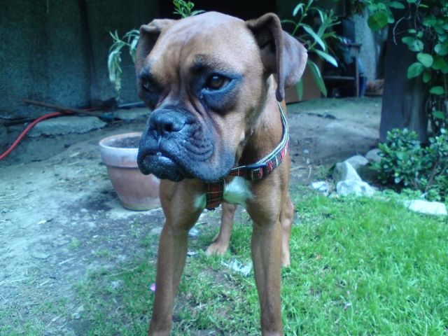 Boxerhündin, 10 Monate alt, sportlicher Typ sucht bezugsfertige Hundehütte. - Rassehunde Boxer - scheidegg