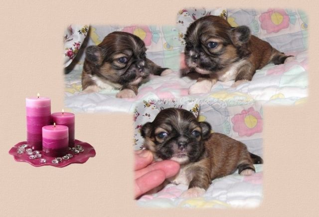 Shih Tzu Welpen aus seriösem Zuhause - Rassehunde Shih Tzu - feldatal