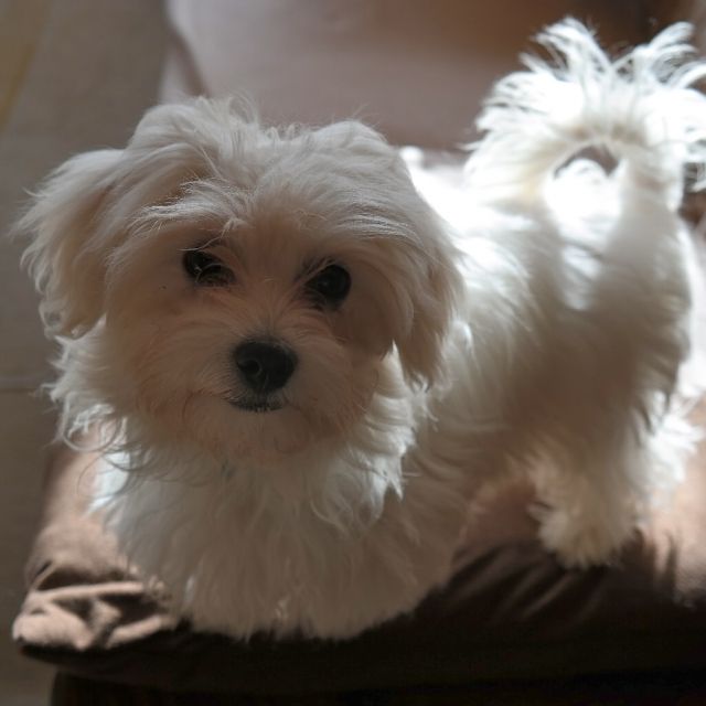  Reinrassige Malteser Welpen ab Juli - Rassehunde Malteser - Niederhausen
