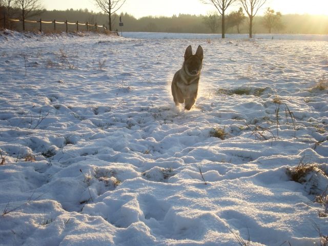 DSH mit roten Papieren, 7 Monate - Rassehunde Schaeferhund - Wittgert