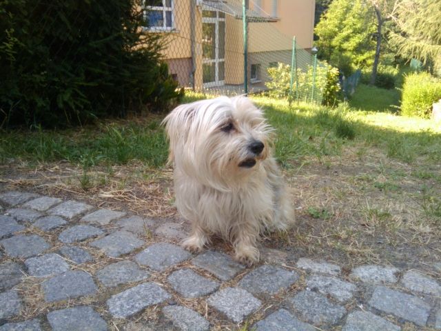 Suche Rüden zum Decken - Deckanzeigen - Dresden