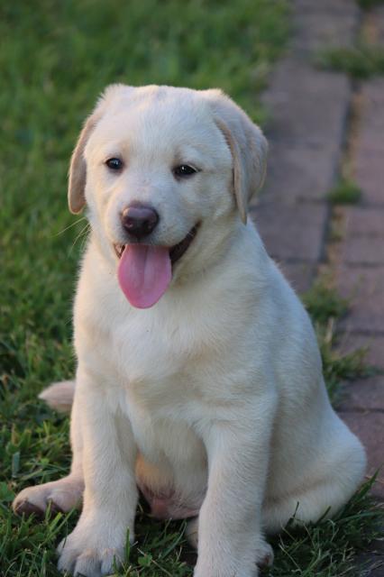 Süße Labrador Welpen, abgabebereit  - Rassehunde Labrador - Altengottern 