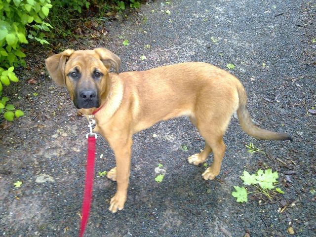 Junge Hunde Dame sucht ein neues zuhause!!!!!!!!!!!!!!!!!!!!!!!!!!!!!!!!!! - Mischlinge - Bad Sachsa