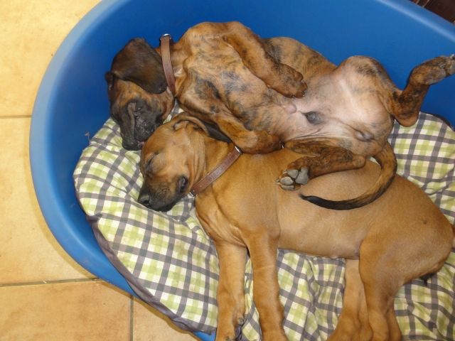 2 wesensfeste,starke HS-Welpen vollständig geimpft sofort abzugeben - Rassehunde Bayerischer Gebirgsschweisshund - Niederneisen
