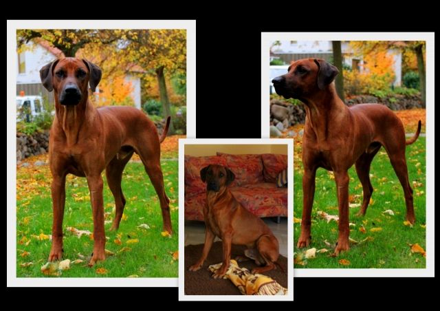 Rhodesian Ridgeback Deckrüde ( Auslesezucht) Multi Ch.Bryan Bentley of Brownrid - Deckanzeigen - Edemissen