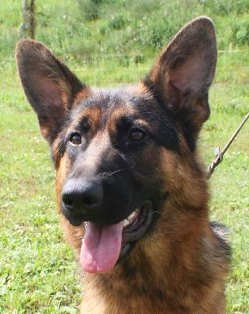 Super Schäferhund Rüde, 11 Monate - Rassehunde Schaeferhund - Frohburg
