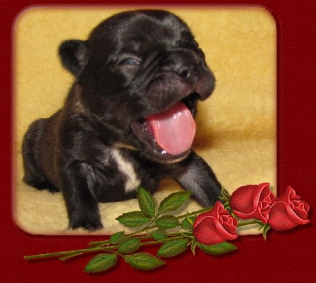 Französische Bulldoggen aus seriöser Zuchtstätte - Rassehunde Franzoesische Bulldogge - ulrichstein