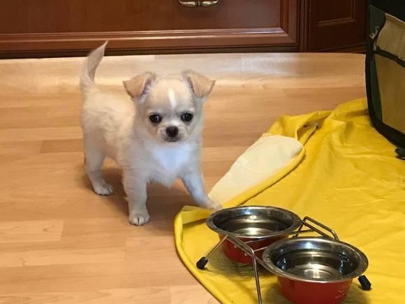 Schön Kleine Chihuahua-Welpen - Rassehunde Chihuahua - Nettetal
