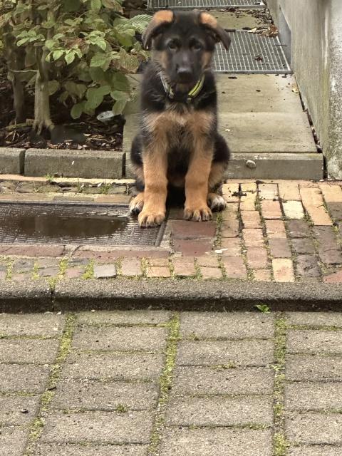 Ich will ein Hund  - Rassehunde Husky -  Neumünster 