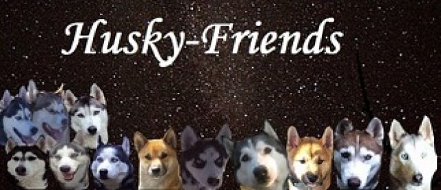 Husky-Friends - Rassehunde Husky - Bo