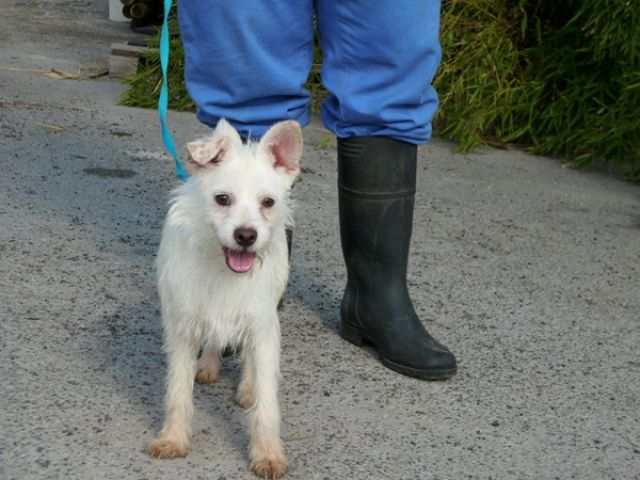 PEPE - hat einen Traum - Mischlinge - Hagen 