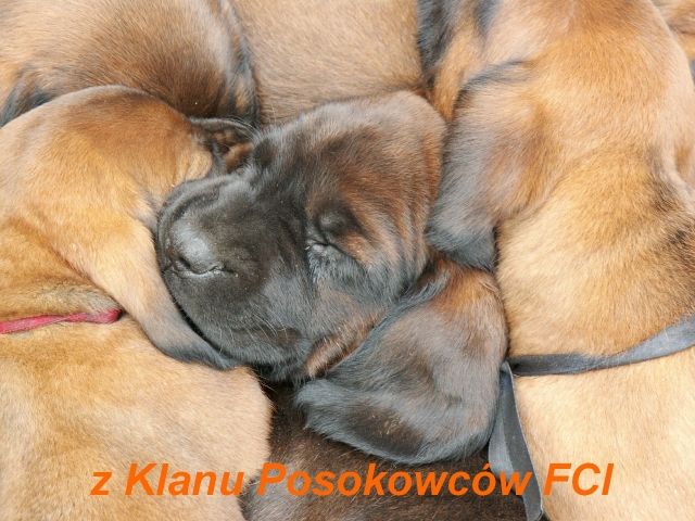 Bayerischer Gebirgsschweisshund - Rassehunde Bayerischer Gebirgsschweisshund - Wilkowiecko