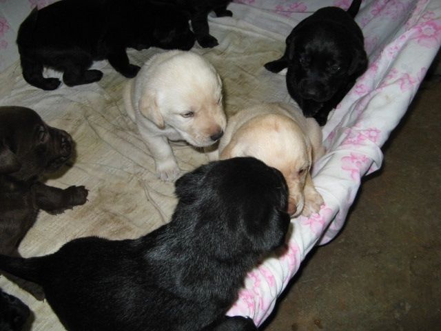 Süße Labrador Welpen zu verkaufen - Rassehunde Labrador - Gumperda