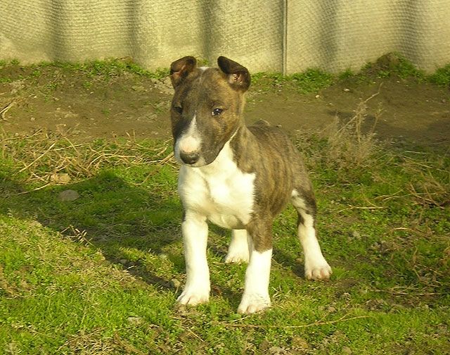 Die letzte Miniature Bull Terrier Hündin - PLL frei - Rassehunde Terrier - Baja