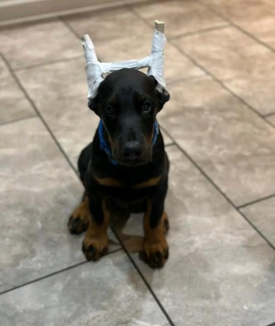 Schöne Dobermann Welpen - Rassehunde Dobermann - Deggendorf