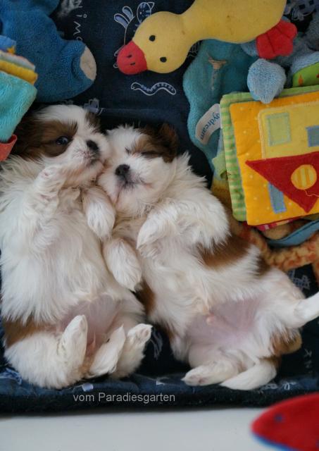 Shih Tzu Welpen - Rassehunde Shih Tzu - Ulrichstein
