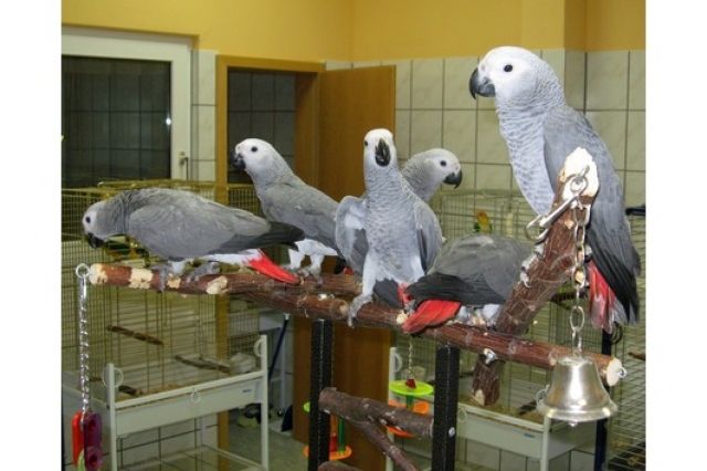 Graupapagei zu verkaufen - Rassehunde Chihuahua - Chemnitz